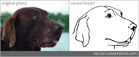 from photo to vector line art