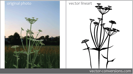 raster photograph converted to vector line art