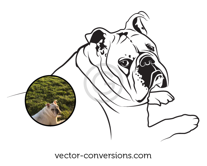 photo and vector line art drawing of a dog