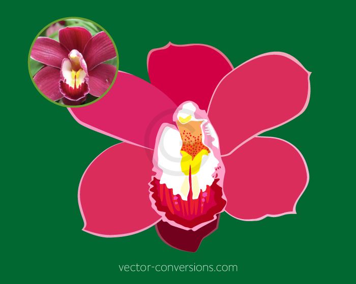 Photo to drawing vector conversion of an orchid for screen printing