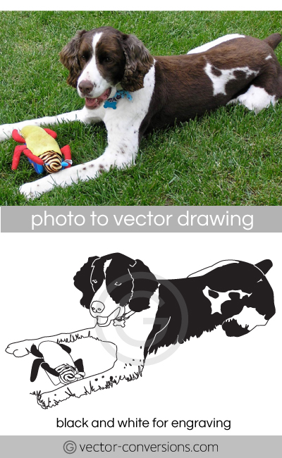 Vectorization photograph to vector lineart graphic