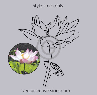 Drawing of a lotus flower using only lines