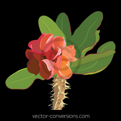 Vector Crown of Thons Flower on black background