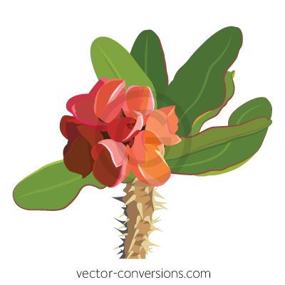 Vector Crown of Thorns flower on white background