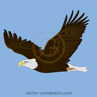 Vector eagle flying clipart illustration drawing